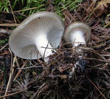 Hygrophorus fuligineus.